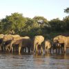Boat Cruise – elephants