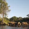 Boat Cruise – elephants 2